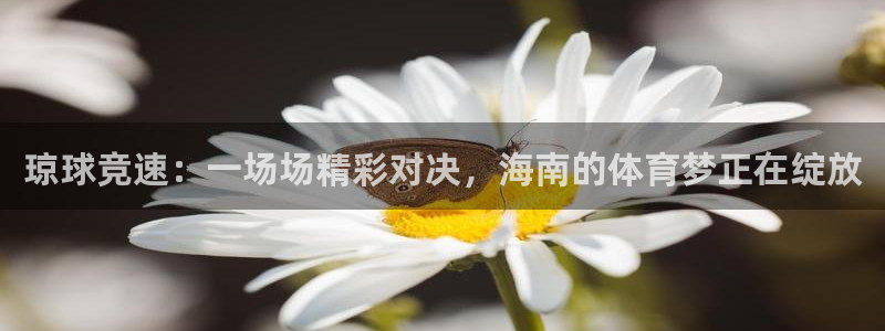 琼球竞速：一场场精彩对决，海南的体育梦正在绽放